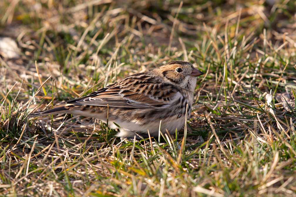 Canon EOS 5D Mark III  --  EF600mm f/4L IS II USM -- 1/160 sec at f / 7.1 -- ISO 100 -- 0 EV -- 