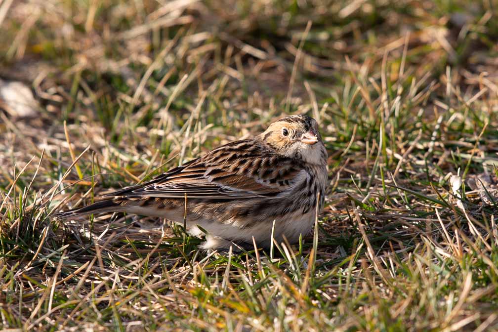 Canon EOS 5D Mark III  --  EF600mm f/4L IS II USM -- 1/200 sec at f / 7.1 -- ISO 100 -- 0 EV -- 