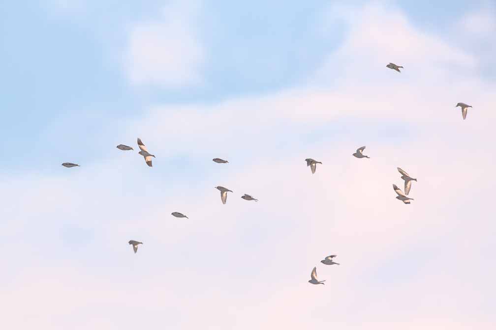 Canon EOS 5D Mark III  --  EF600mm f/4L IS II USM -- 1/1000 sec at f / 7.1 -- ISO 100 -- 0 EV -- 