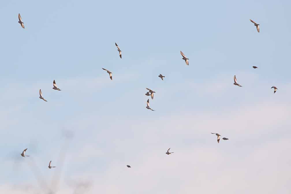 Canon EOS 5D Mark III  --  EF600mm f/4L IS II USM -- 1/1000 sec at f / 7.1 -- ISO 100 -- 0 EV -- 