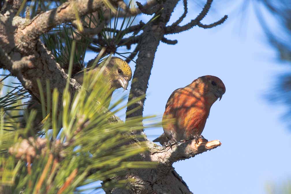 Canon EOS 5D Mark III  --  EF600mm f/4L IS II USM -- 1/2000 sec at f / 4.5 -- ISO 400 -- 0 EV -- 