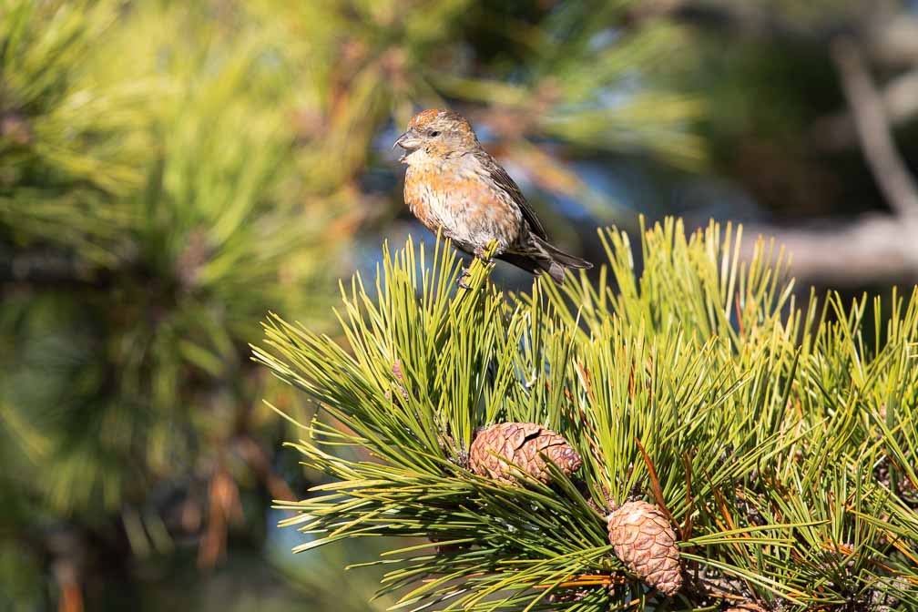 Canon EOS 5D Mark III  --  EF600mm f/4L IS II USM -- 1/1600 sec at f / 4.5 -- ISO 400 -- 0 EV -- 