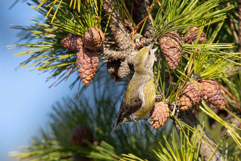 Canon EOS 5D Mark III  --  EF600mm f/4L IS II USM -- 1/2000 sec at f / 4.5 -- ISO 400 -- 0 EV -- 