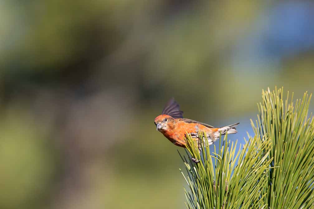 Canon EOS 5D Mark III  --  EF600mm f/4L IS II USM -- 1/2000 sec at f / 4.5 -- ISO 400 -- 0 EV -- 