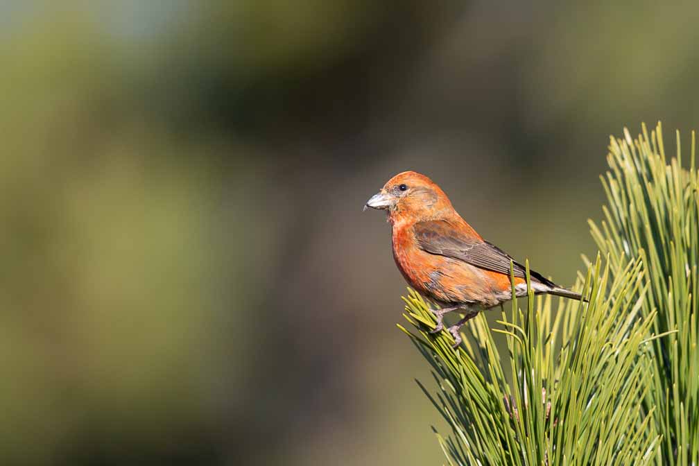 Canon EOS 5D Mark III  --  EF600mm f/4L IS II USM -- 1/2000 sec at f / 4.5 -- ISO 400 -- 0 EV -- 