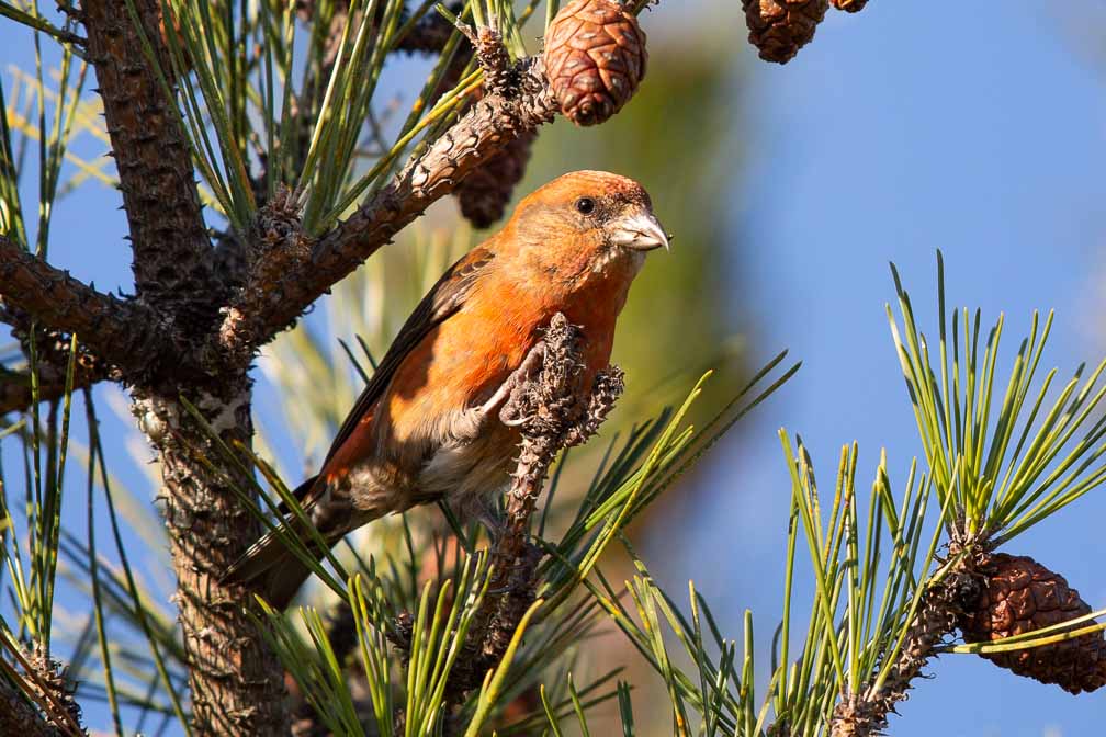 Canon EOS 5D Mark III  --  EF600mm f/4L IS II USM -- 1/2000 sec at f / 4.5 -- ISO 400 -- 0 EV -- 