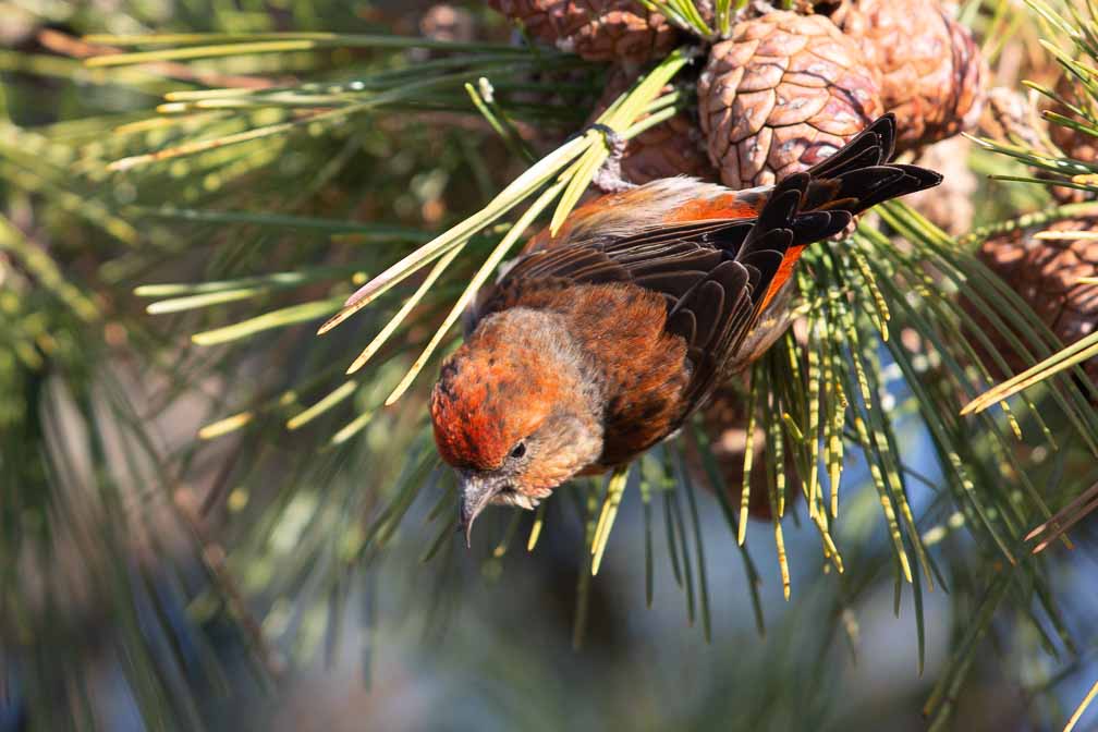 Canon EOS 5D Mark III  --  EF600mm f/4L IS II USM -- 1/1000 sec at f / 4.5 -- ISO 400 -- 0 EV -- 