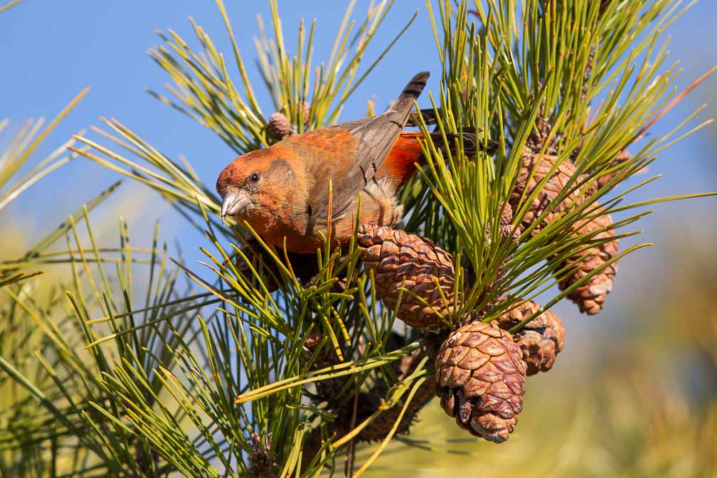 Canon EOS 5D Mark III  --  EF600mm f/4L IS II USM -- 1/2500 sec at f / 4.5 -- ISO 400 -- 0 EV -- 