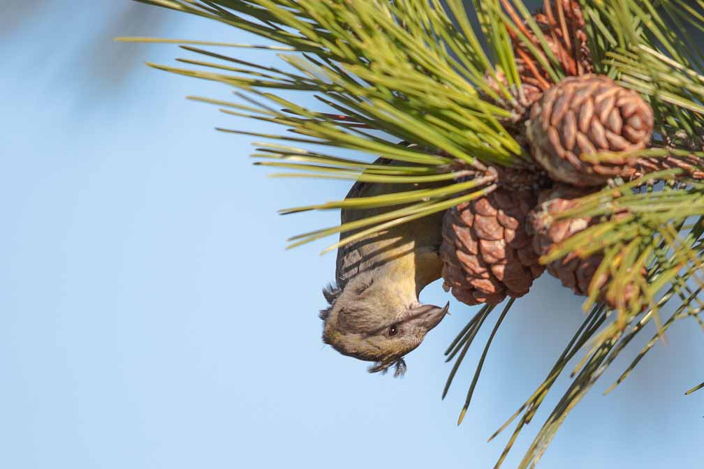 Canon EOS 5D Mark III  --  EF600mm f/4L IS II USM -- 1/5000 sec at f / 4.5 -- ISO 400 -- 0 EV -- 