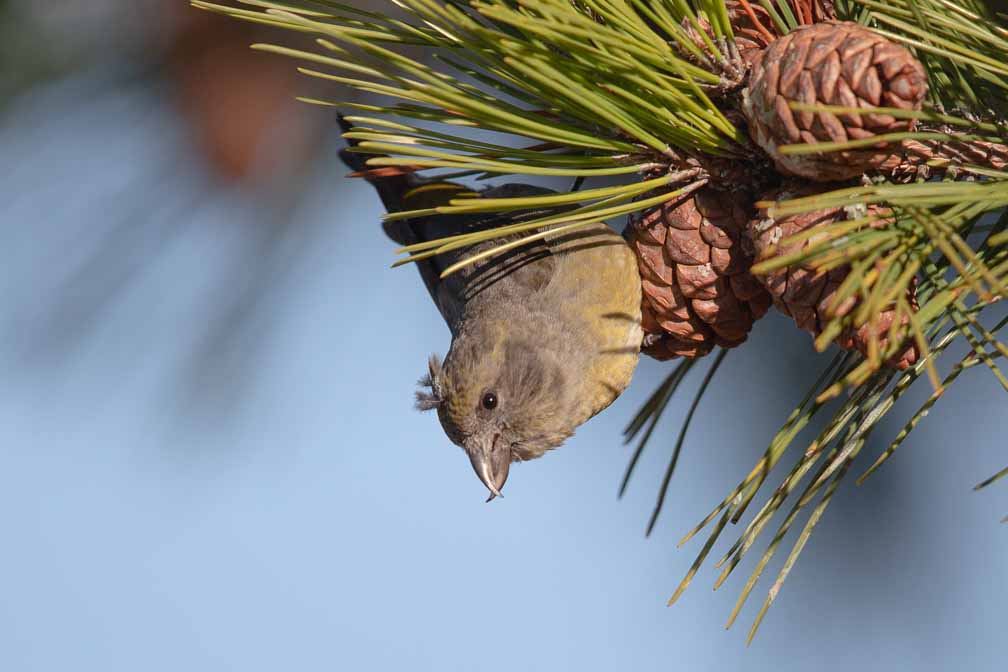 Canon EOS 5D Mark III  --  EF600mm f/4L IS II USM -- 1/6400 sec at f / 4.5 -- ISO 400 -- 0 EV -- 