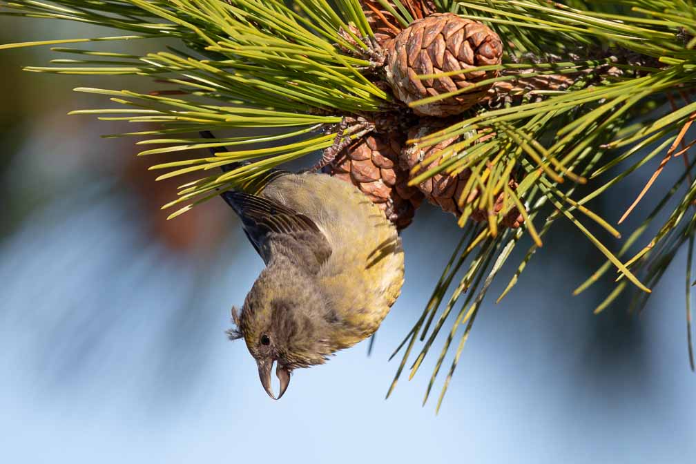 Canon EOS 5D Mark III  --  EF600mm f/4L IS II USM -- 1/3200 sec at f / 4.5 -- ISO 400 -- 0 EV -- 