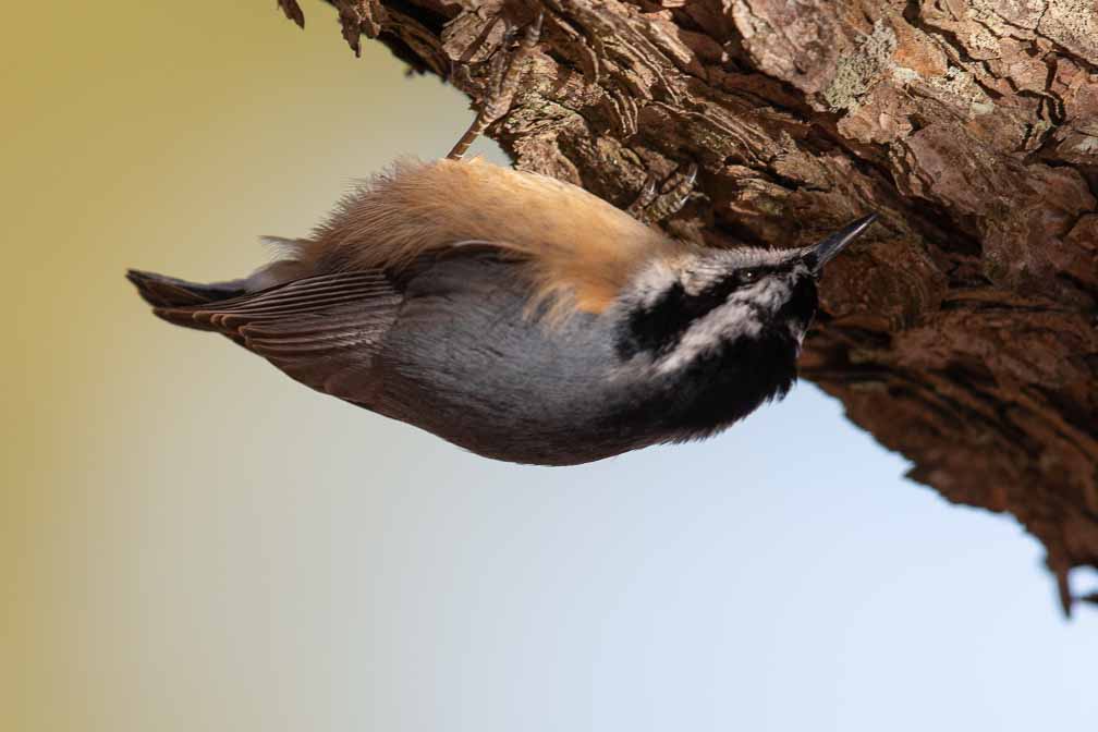 Canon EOS 5D Mark III  --  EF600mm f/4L IS II USM -- 1/1600 sec at f / 4.5 -- ISO 400 -- 0 EV -- 