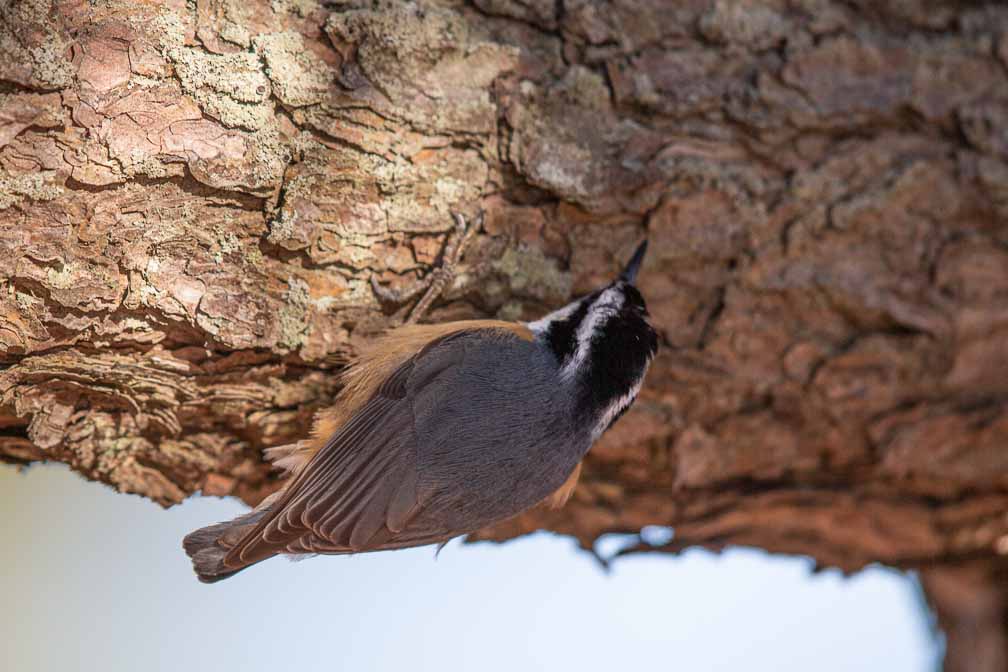 Canon EOS 5D Mark III  --  EF600mm f/4L IS II USM -- 1/1600 sec at f / 4.5 -- ISO 400 -- 0 EV -- 