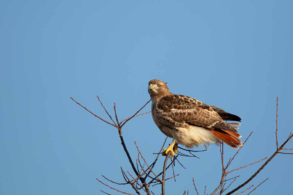 Canon EOS 5D Mark III  --  EF600mm f/4L IS II USM -- 1/5000 sec at f / 4.5 -- ISO 400 -- 0 EV -- 