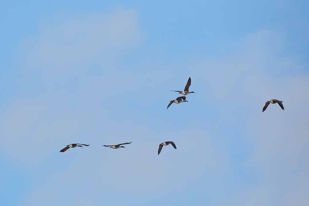 Canon EOS 5D Mark III  --  EF600mm f/4L IS II USM -- 1/4000 sec at f / 5.6 -- ISO 400 -- 0 EV -- 