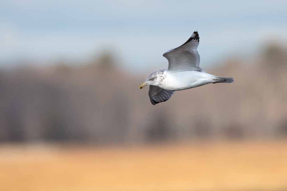 Canon EOS 5D Mark III  --  EF600mm f/4L IS II USM -- 1/3200 sec at f / 5.6 -- ISO 400 -- 0 EV -- 