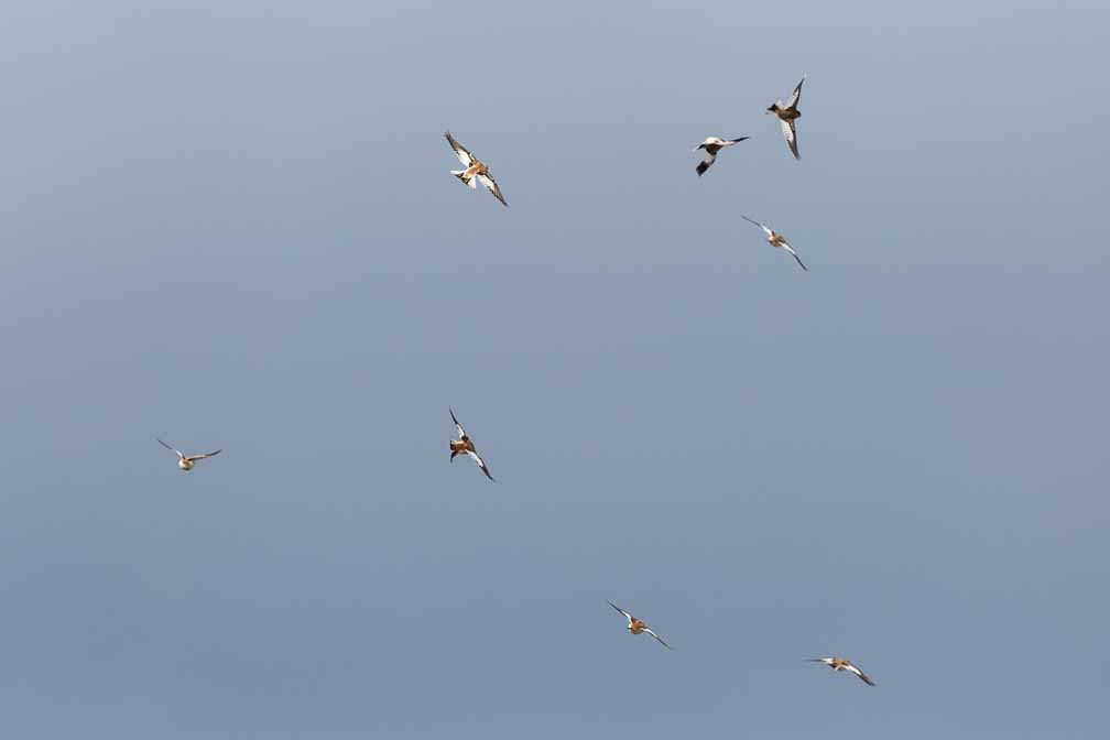 Canon EOS 5D Mark III  --  EF600mm f/4L IS II USM -- 1/3200 sec at f / 5.6 -- ISO 400 -- 0 EV -- 