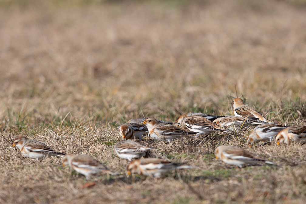 Canon EOS 5D Mark III  --  EF600mm f/4L IS II USM -- 1/3200 sec at f / 5.6 -- ISO 400 -- 0 EV -- 