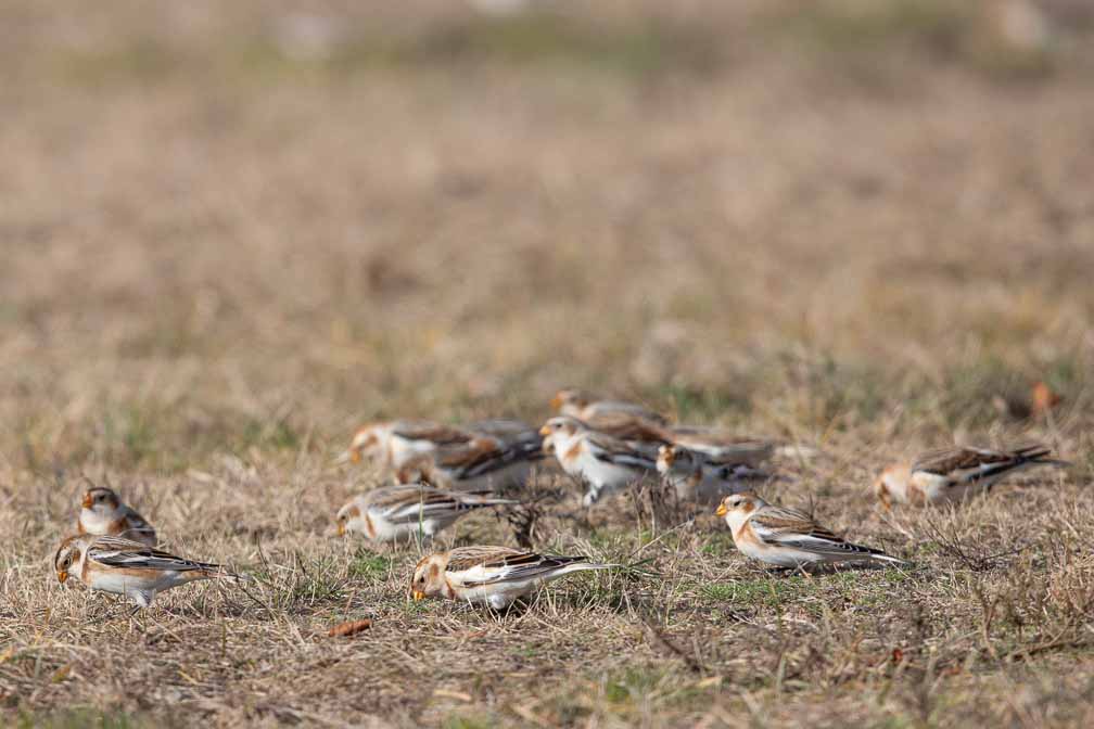 Canon EOS 5D Mark III  --  EF600mm f/4L IS II USM -- 1/3200 sec at f / 5.6 -- ISO 400 -- 0 EV -- 