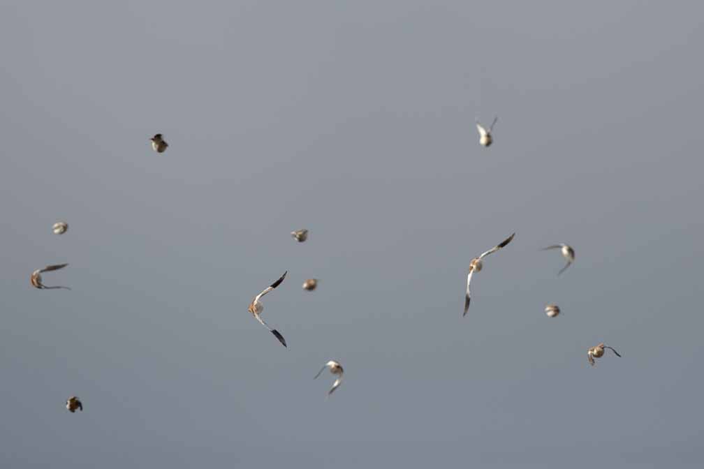 Canon EOS 5D Mark III  --  EF600mm f/4L IS II USM -- 1/4000 sec at f / 5.6 -- ISO 400 -- 0 EV -- 