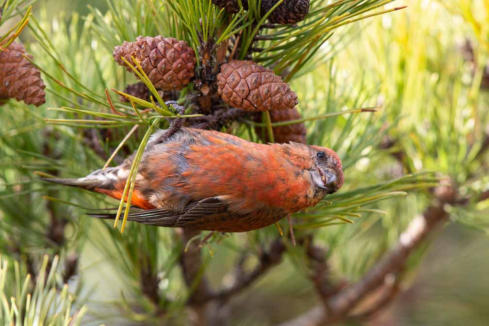 Canon EOS 5D Mark III  --  EF600mm f/4L IS II USM -- 1/500 sec at f / 5.6 -- ISO 400 -- 0 EV -- 