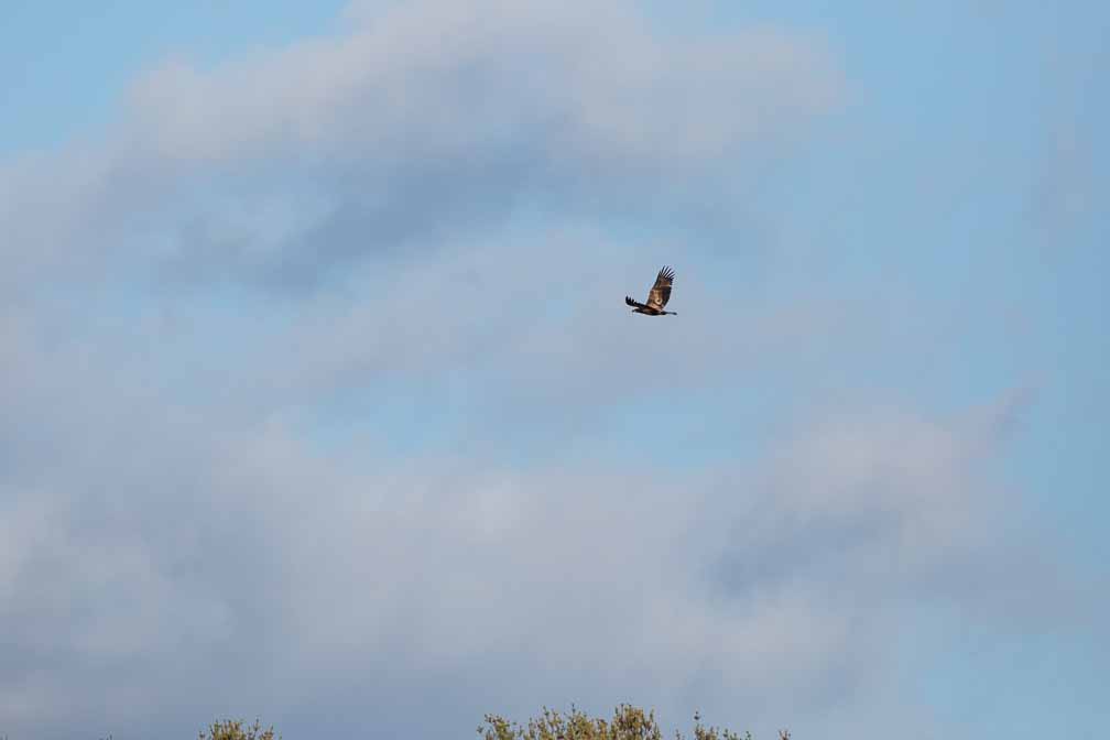 Canon EOS 5D Mark III  --  EF600mm f/4L IS II USM -- 1/6400 sec at f / 5.6 -- ISO 400 -- 0 EV -- 