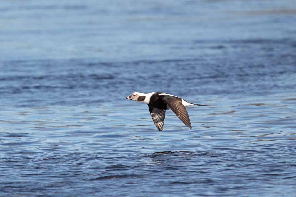 Canon EOS 5D Mark III  --  EF600mm f/4L IS II USM -- 1/3200 sec at f / 5.6 -- ISO 400 -- 0 EV -- 