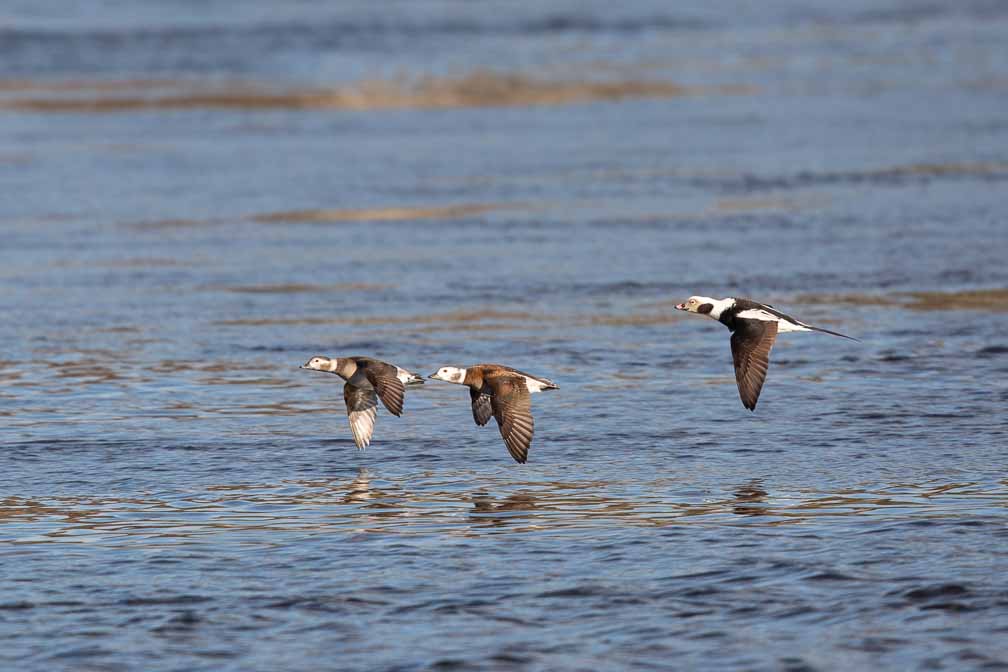 Canon EOS 5D Mark III  --  EF600mm f/4L IS II USM -- 1/3200 sec at f / 5.6 -- ISO 400 -- 0 EV -- 