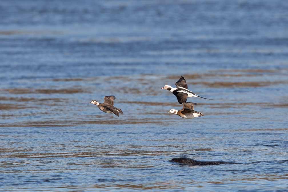 Canon EOS 5D Mark III  --  EF600mm f/4L IS II USM -- 1/3200 sec at f / 5.6 -- ISO 400 -- 0 EV -- 