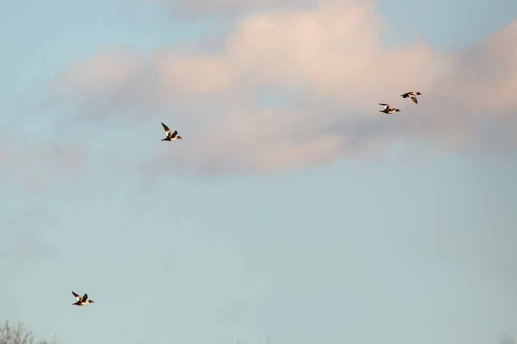 Canon EOS 5D Mark III  --  EF600mm f/4L IS II USM -- 1/5000 sec at f / 5.6 -- ISO 400 -- 0 EV -- 