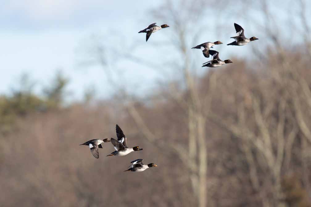 Canon EOS 5D Mark III  --  EF600mm f/4L IS II USM -- 1/2000 sec at f / 5.6 -- ISO 400 -- 0 EV -- 