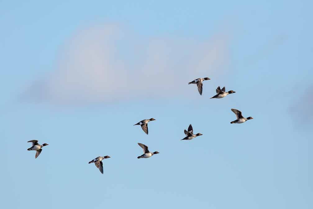 Canon EOS 5D Mark III  --  EF600mm f/4L IS II USM -- 1/6400 sec at f / 5.6 -- ISO 400 -- 0 EV -- 