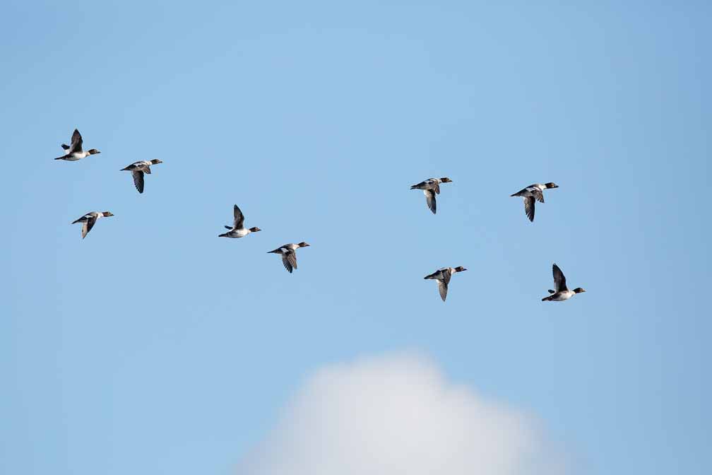 Canon EOS 5D Mark III  --  EF600mm f/4L IS II USM -- 1/3200 sec at f / 5.6 -- ISO 400 -- 0 EV -- 