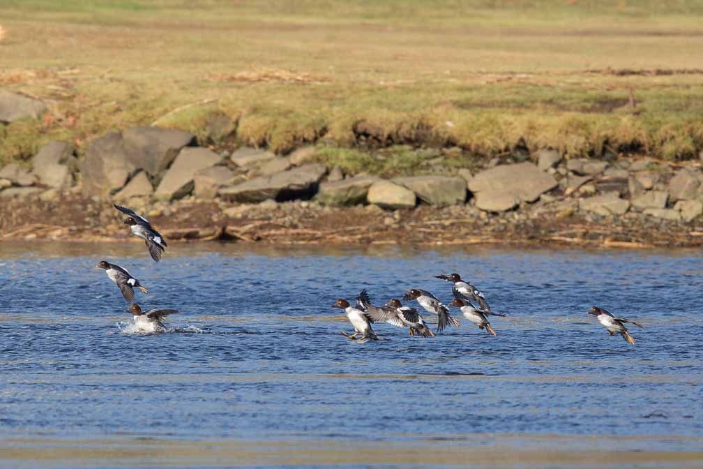 Canon EOS 5D Mark III  --  EF600mm f/4L IS II USM -- 1/3200 sec at f / 5.6 -- ISO 400 -- 0 EV -- 