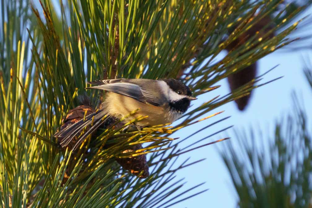 ILCE-6600  --  FE 200-600mm F5.6-6.3 G OSS -- 1/2000 sec at f / 6.3 -- ISO 2000 -- 0 EV -- 