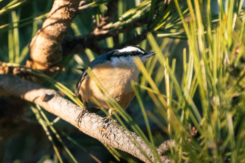 ILCE-6600  --  FE 200-600mm F5.6-6.3 G OSS -- 1/2000 sec at f / 6.3 -- ISO 3200 -- 0 EV -- 