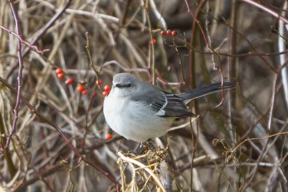 ILCE-6600  --  FE 200-600mm F5.6-6.3 G OSS -- 1/2000 sec at f / 6.3 -- ISO 3200 -- 0 EV -- 