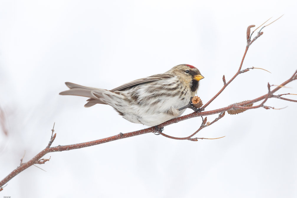 Canon EOS 7D Mark II EF600mm f/4L IS II USM 1/8000 sec at f / 5.0 ISO 800 1/3 EV