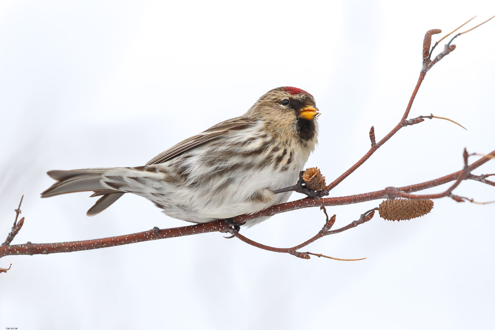 Canon EOS 7D Mark II EF600mm f/4L IS II USM 1/8000 sec at f / 5.0 ISO 800 1/3 EV