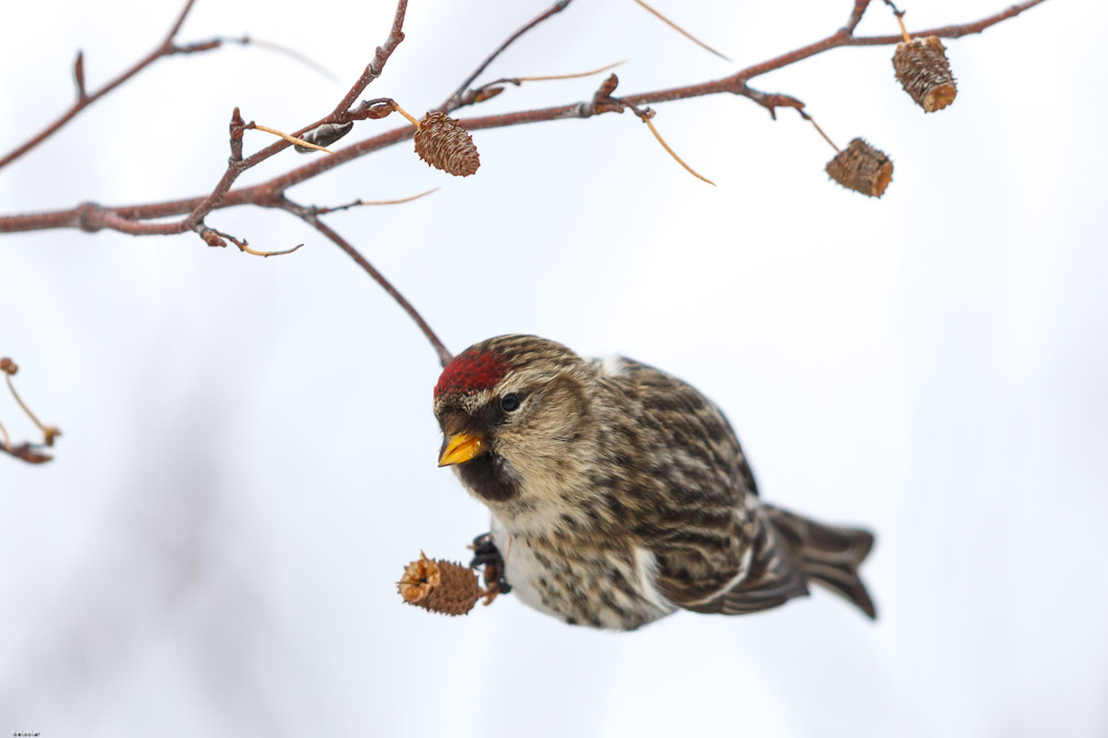 Canon EOS 7D Mark II EF600mm f/4L IS II USM 1/4000 sec at f / 5.0 ISO 400 1 EV