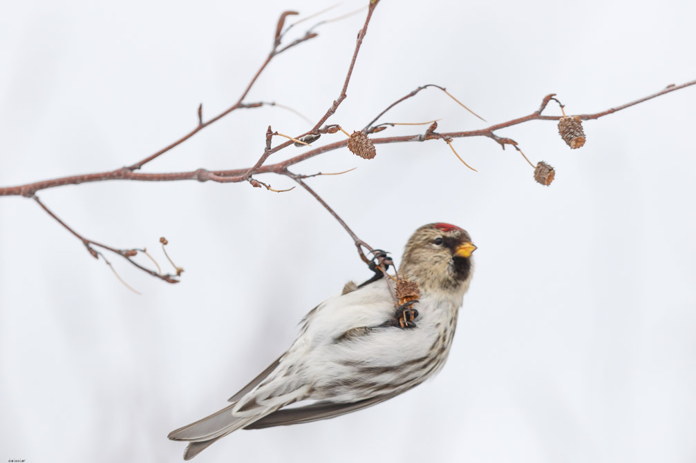 Canon EOS 7D Mark II EF600mm f/4L IS II USM 1/5000 sec at f / 5.0 ISO 400 1 EV