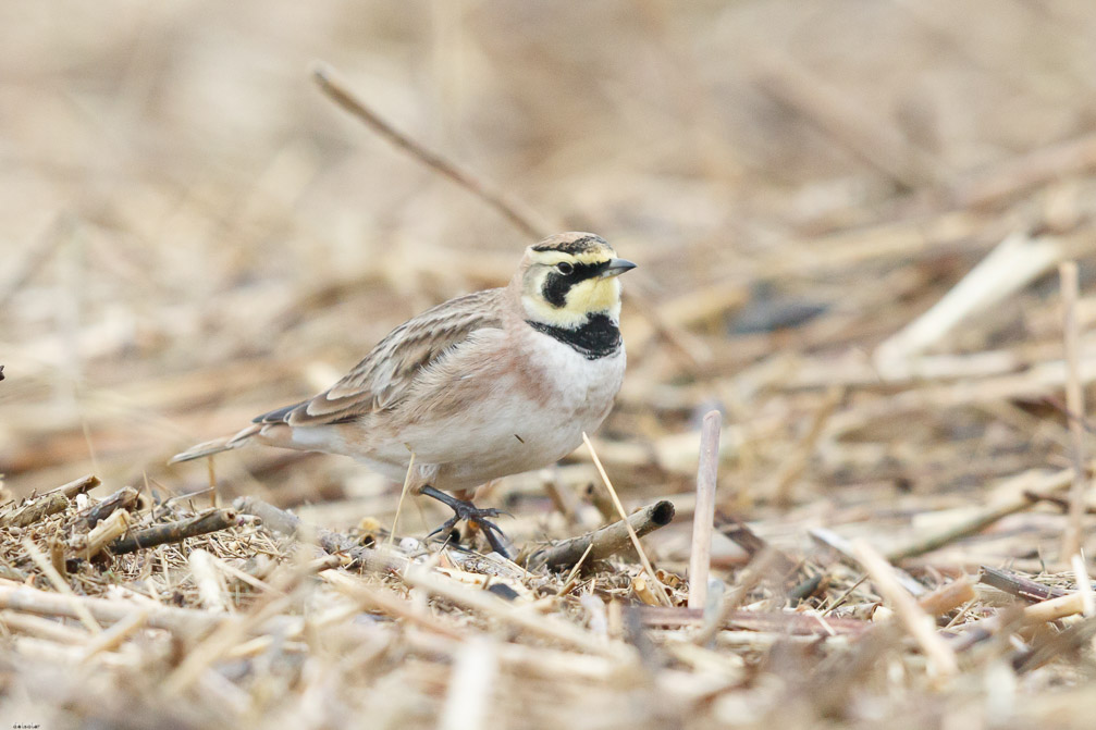 Canon EOS 7D Mark II EF600mm f/4L IS II USM 1/4000 sec at f / 5.0 ISO 2500 1 EV