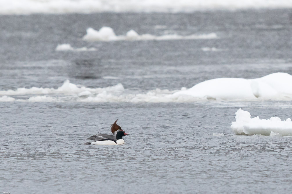 Canon EOS 7D Mark II EF600mm f/4L IS II USM 1/8000 sec at f / 5.0 ISO 2500 1 EV