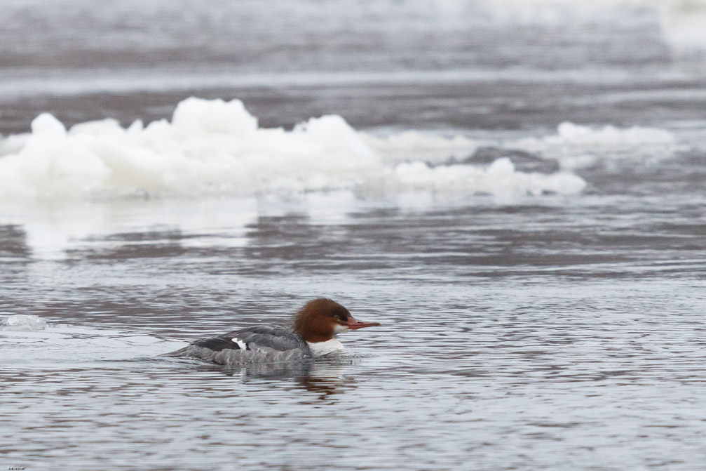 Canon EOS 7D Mark II EF600mm f/4L IS II USM 1/6400 sec at f / 5.0 ISO 2500 1 EV