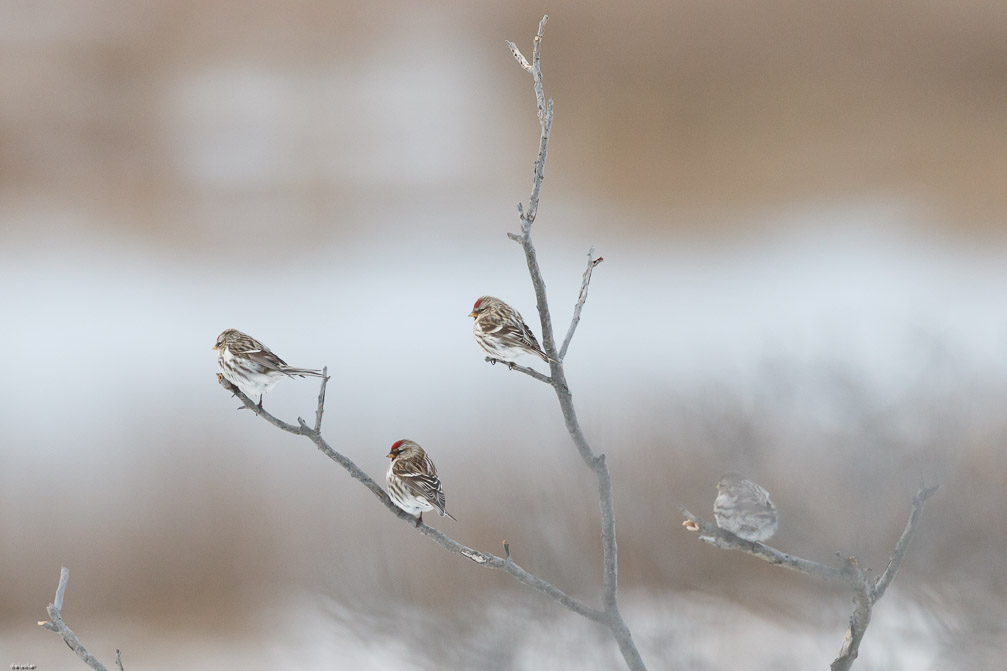 Canon EOS 7D Mark II EF600mm f/4L IS II USM 1/1250 sec at f / 5.0 ISO 2500 1 EV