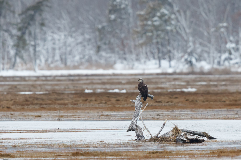 Canon EOS 7D Mark II EF600mm f/4L IS II USM 1/320 sec at f / 5.0 ISO 1000 1 EV