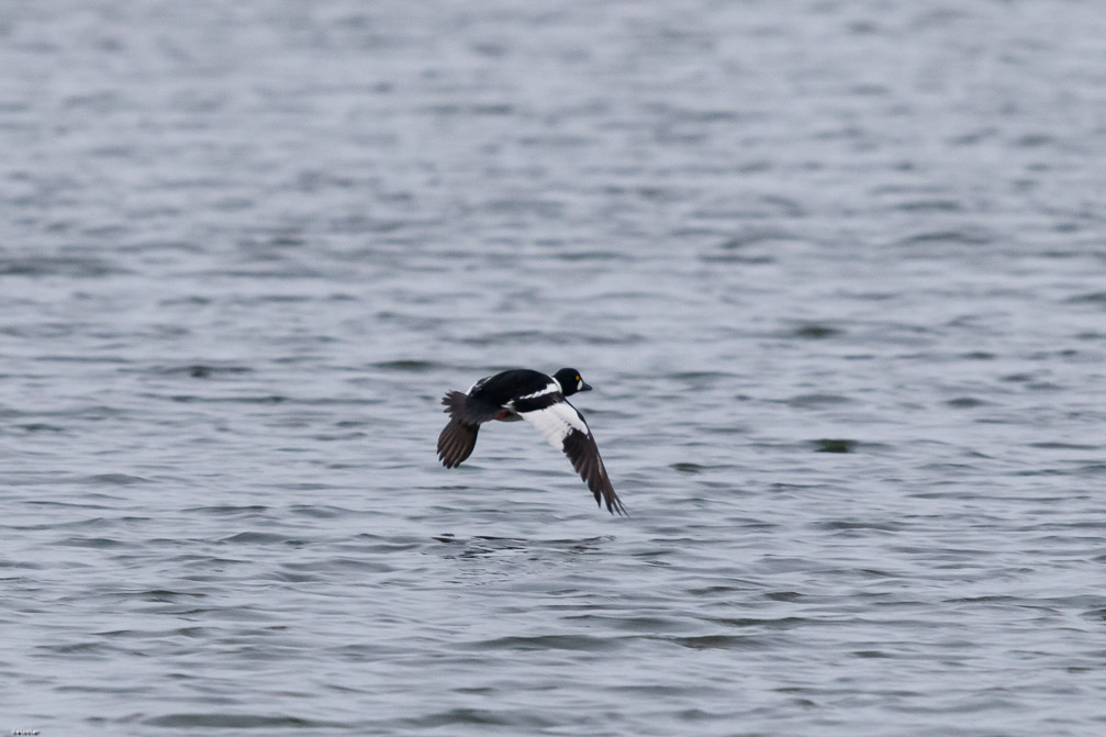 Canon EOS 7D Mark II EF600mm f/4L IS II USM 1/2000 sec at f / 4.5 ISO 1600 1 EV