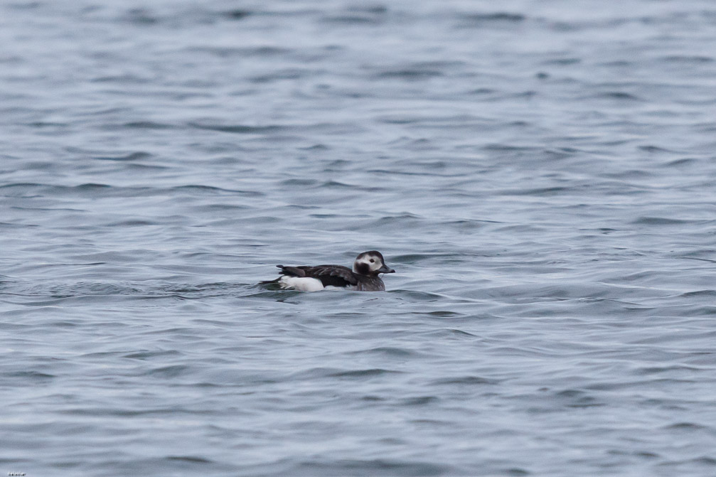 Canon EOS 7D Mark II EF600mm f/4L IS II USM 1/2000 sec at f / 4.5 ISO 1600 1 EV