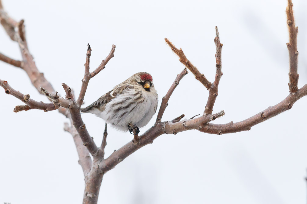 Canon EOS 7D Mark II EF600mm f/4L IS II USM 1/8000 sec at f / 4.5 ISO 1600 1 EV