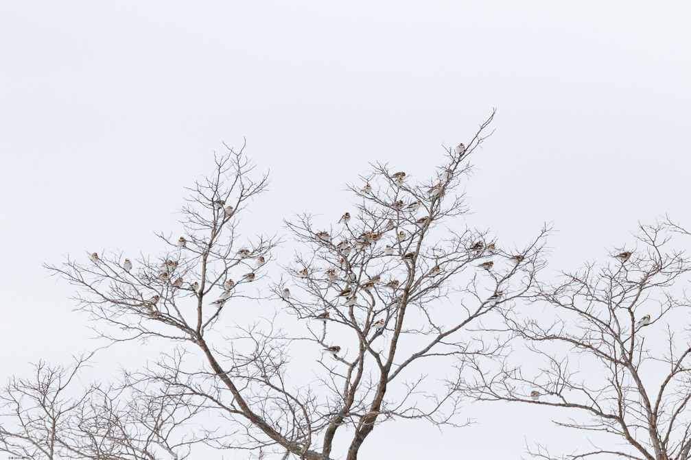 Canon EOS 7D Mark II EF600mm f/4L IS II USM 1/8000 sec at f / 4.5 ISO 1600 1 EV